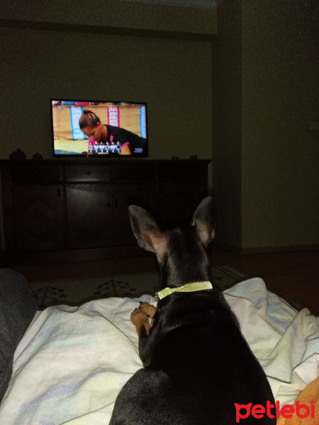 Minyatür Pinscher, Köpek  Ciko fotoğrafı