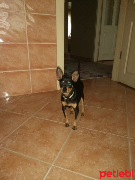 Minyatür Pinscher, Köpek  Ciko fotoğrafı
