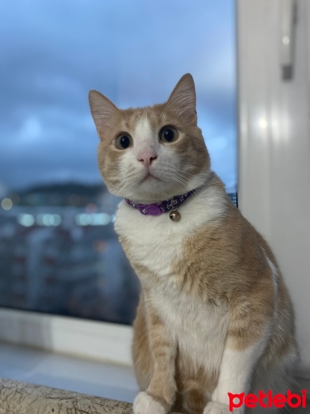 Sarman, Kedi  Cakıl fotoğrafı