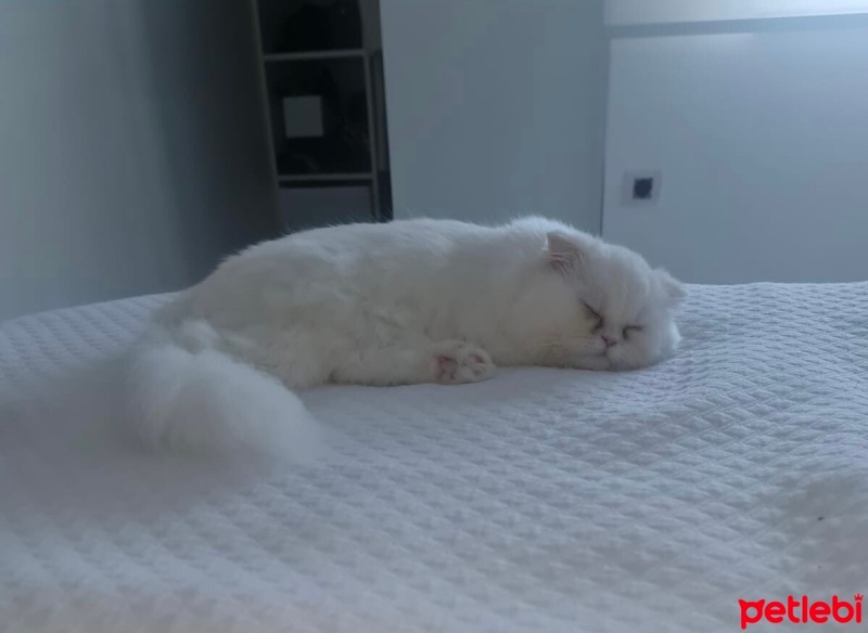 İran Kedisi (Persian), Kedi  Mia fotoğrafı