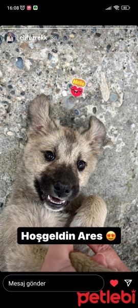 Aksaray Malaklısı, Köpek  Hera fotoğrafı