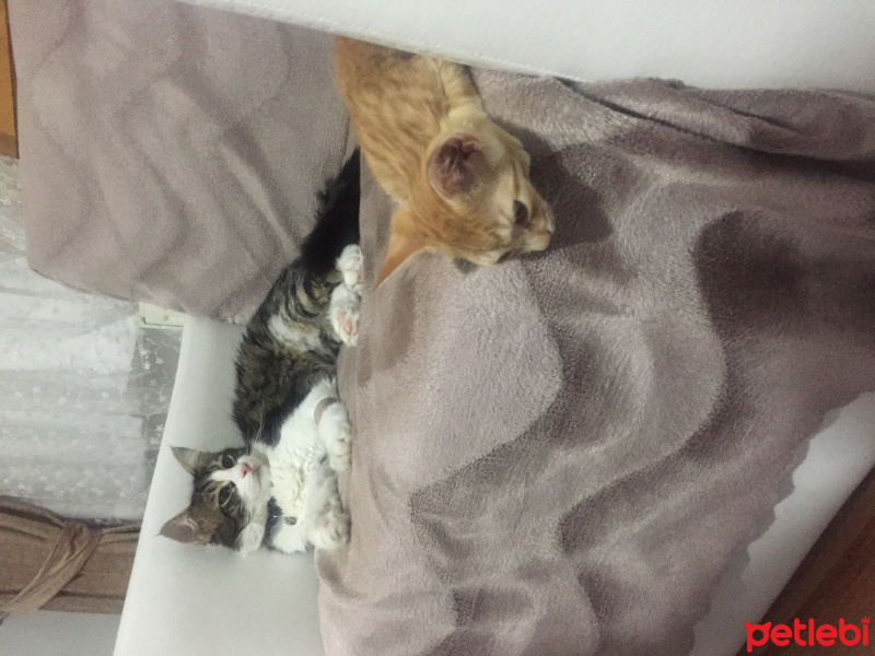 Tekir Kedi, Kedi  pamuk fotoğrafı