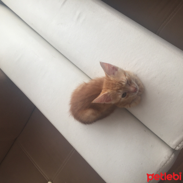 Tekir Kedi, Kedi  pamuk fotoğrafı