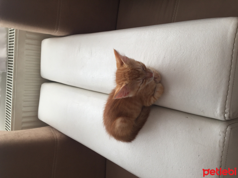Tekir Kedi, Kedi  pamuk fotoğrafı