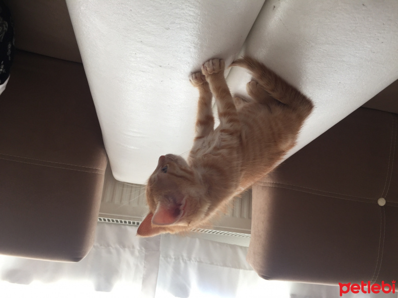 Tekir Kedi, Kedi  pamuk fotoğrafı