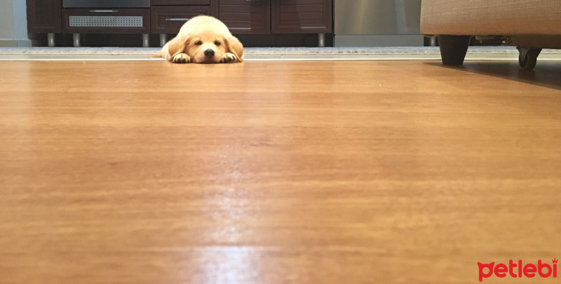 Golden Retriever, Köpek  Ruby fotoğrafı
