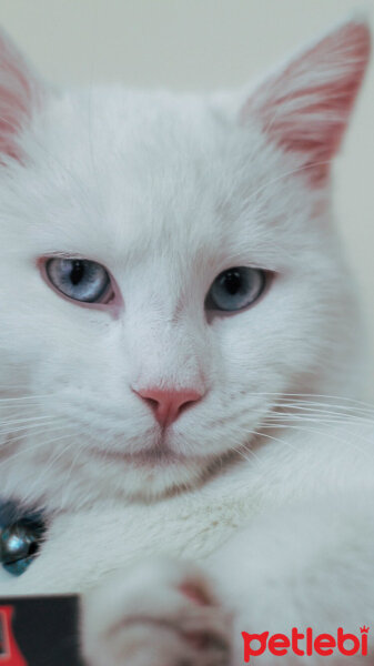 Ankara Kedisi, Kedi  Paşa fotoğrafı