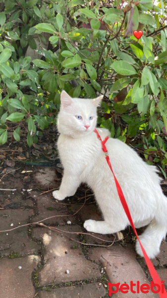 Ankara Kedisi, Kedi  Paşa fotoğrafı