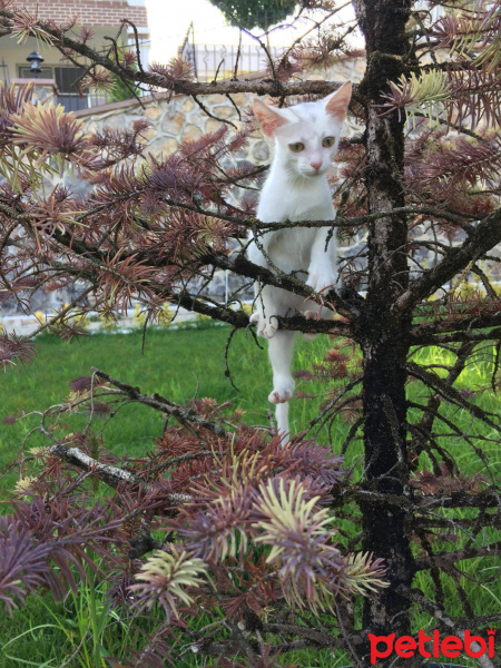 Ankara Kedisi, Kedi  Fındık fotoğrafı