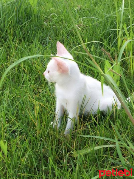 Ankara Kedisi, Kedi  Fındık fotoğrafı