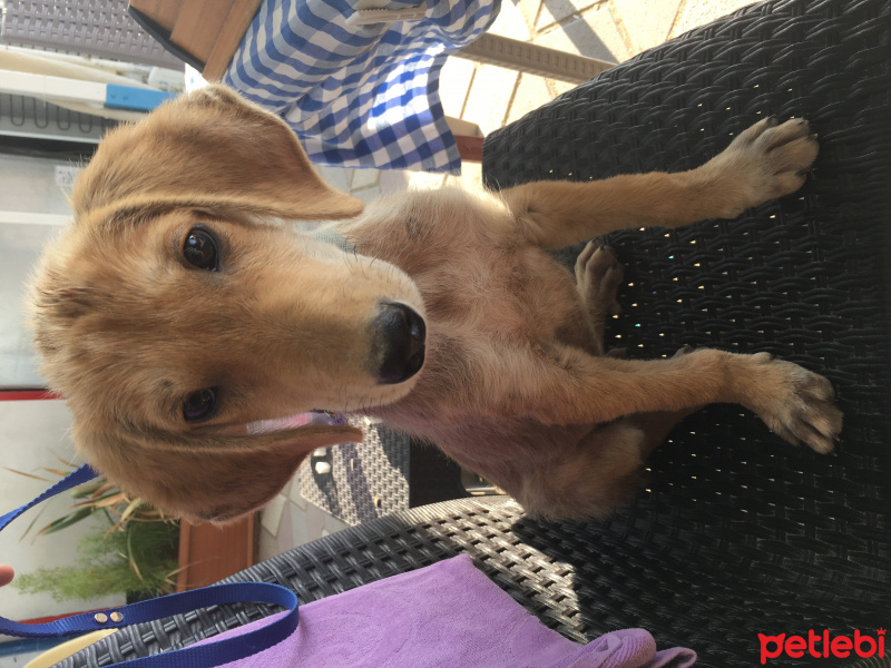 Sokö (Sokak Köpeği), Köpek  Yavru İbiş'ime acil yuva arıyoruz. fotoğrafı