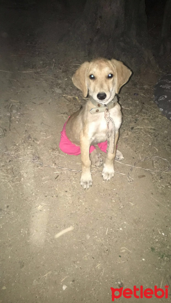 Sokö (Sokak Köpeği), Köpek  Yavru İbiş'ime acil yuva arıyoruz. fotoğrafı