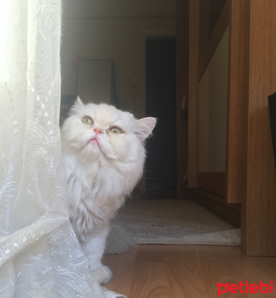 Chinchilla, Kedi  Prens fotoğrafı