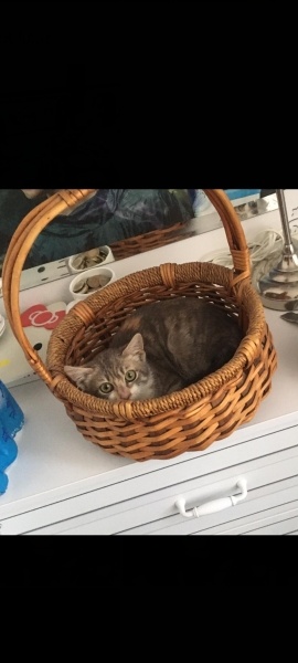 Tekir Kedi, Kedi  Aşil fotoğrafı