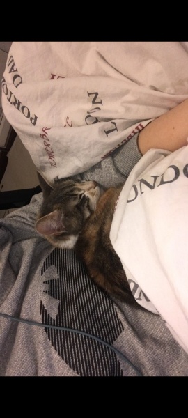 Tekir Kedi, Kedi  Aşil fotoğrafı