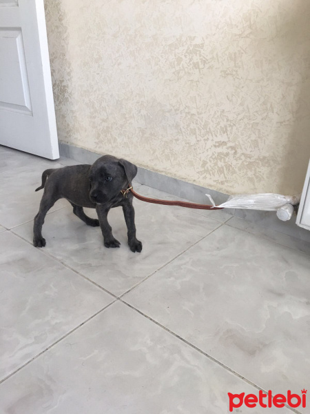 Cane Corso Italiano, Köpek  Thor fotoğrafı
