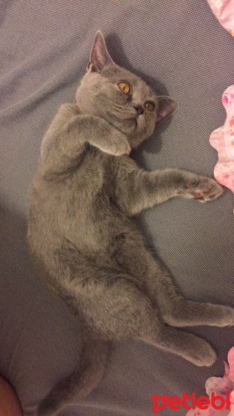 British Shorthair, Kedi  Mia fotoğrafı