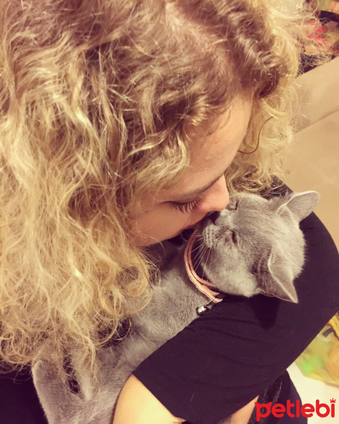 British Shorthair, Kedi  Mia fotoğrafı