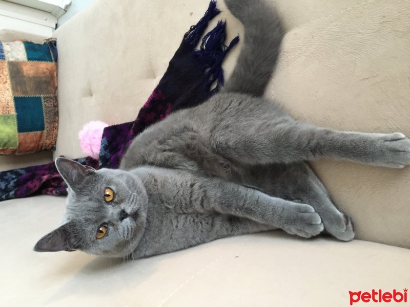 British Shorthair, Kedi  Mia fotoğrafı