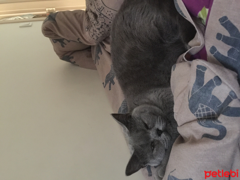 British Shorthair, Kedi  Mia fotoğrafı