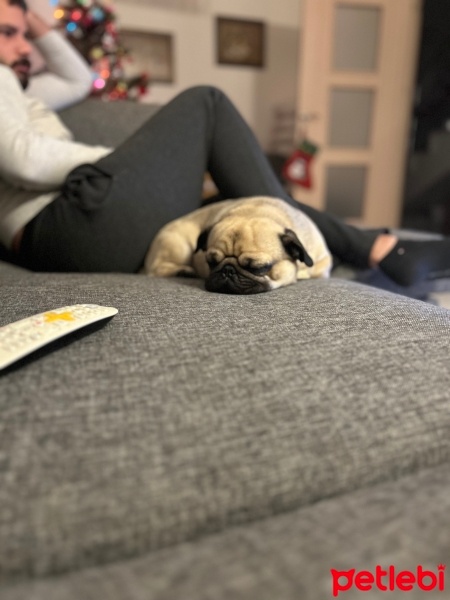 Pug, Köpek  Ares fotoğrafı