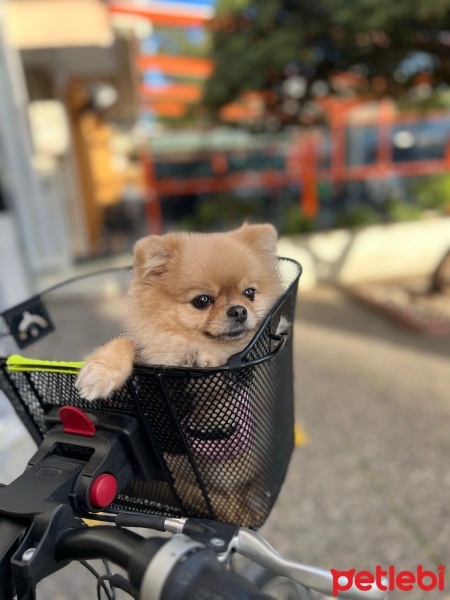 Pomeranyalı, Köpek  Reina fotoğrafı