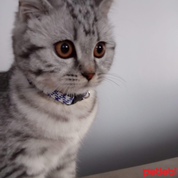 British Shorthair, Kedi  Pamuk fotoğrafı