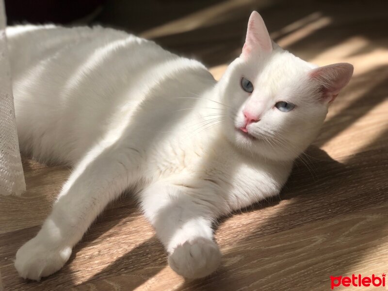 Tekir Kedi, Kedi  Minik fotoğrafı