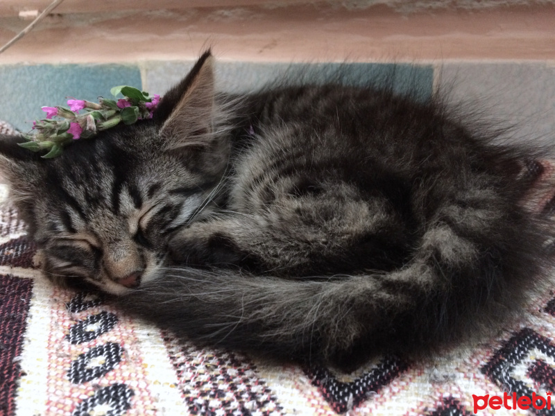 Norwegian Forest, Kedi  catsy fotoğrafı