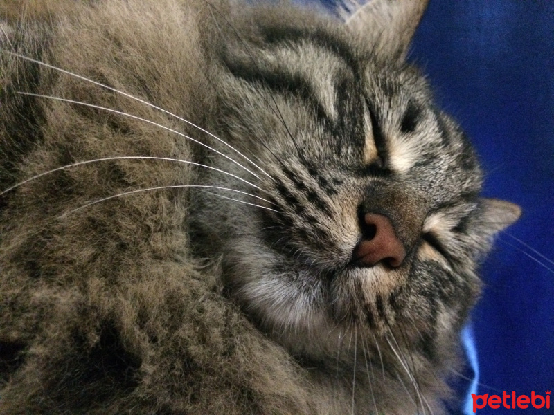 Norwegian Forest, Kedi  catsy fotoğrafı