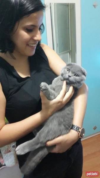 Scottish Fold, Kedi  Silver fotoğrafı