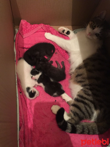 Tekir Kedi, Kedi  Kartopu fotoğrafı