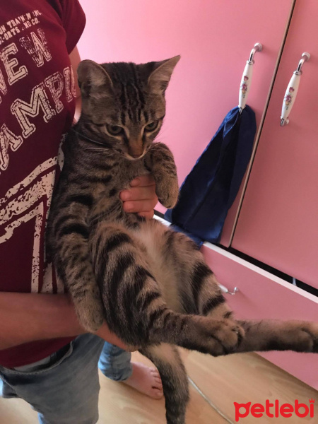Tekir Kedi, Kedi  çakıl fotoğrafı