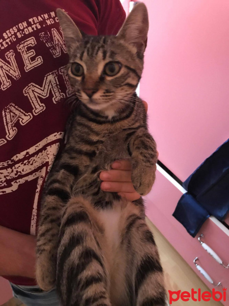Tekir Kedi, Kedi  çakıl fotoğrafı