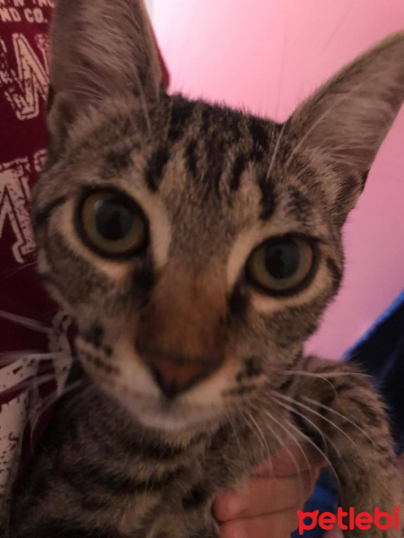 Tekir Kedi, Kedi  çakıl fotoğrafı