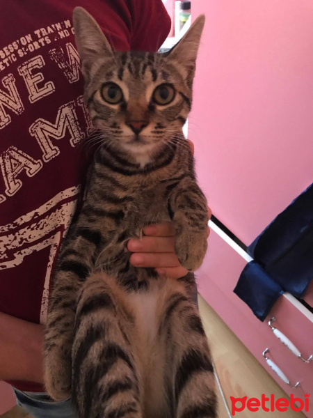 Tekir Kedi, Kedi  çakıl fotoğrafı