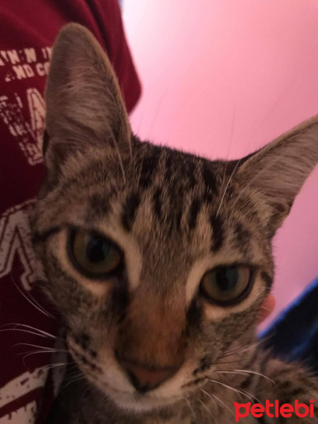 Tekir Kedi, Kedi  çakıl fotoğrafı
