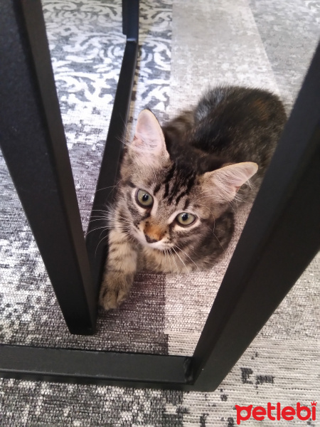 Tekir Kedi, Kedi  Poset fotoğrafı