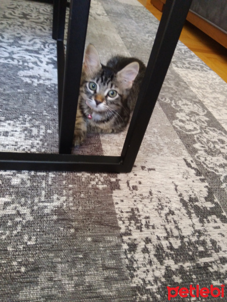 Tekir Kedi, Kedi  Poset fotoğrafı