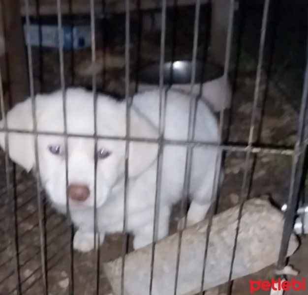 Maltese, Köpek  Treerır fotoğrafı