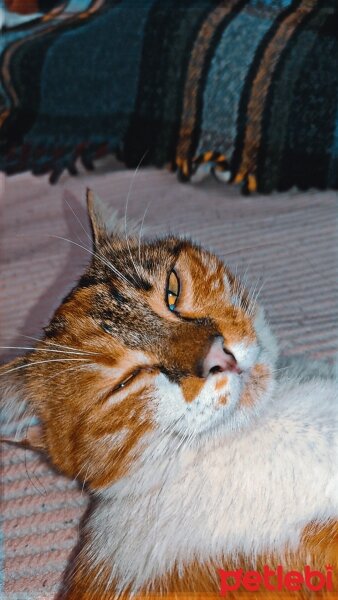 Tekir Kedi, Kedi  Bıcır fotoğrafı