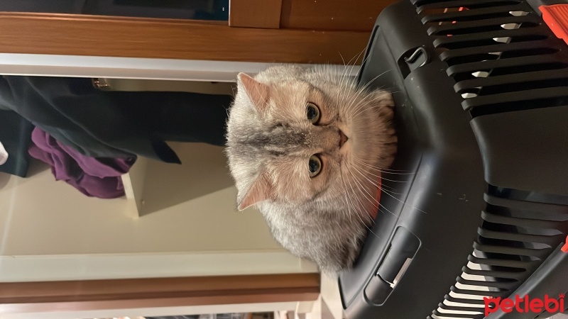British Shorthair, Kedi  Şila fotoğrafı