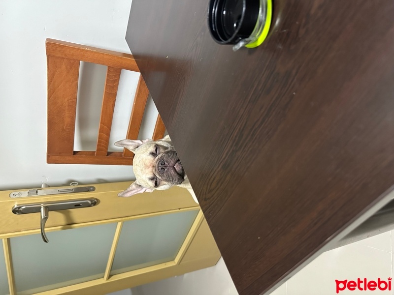Fransız Bulldog, Köpek  TİNA fotoğrafı