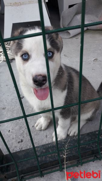 Sibirya Kurdu (Husky), Köpek  çakıl  fotoğrafı