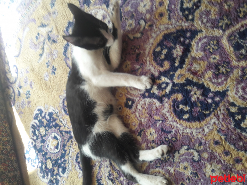 Tekir Kedi, Kedi  Boncuk fotoğrafı