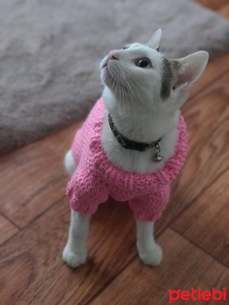 Tekir Kedi, Kedi  Mia fotoğrafı