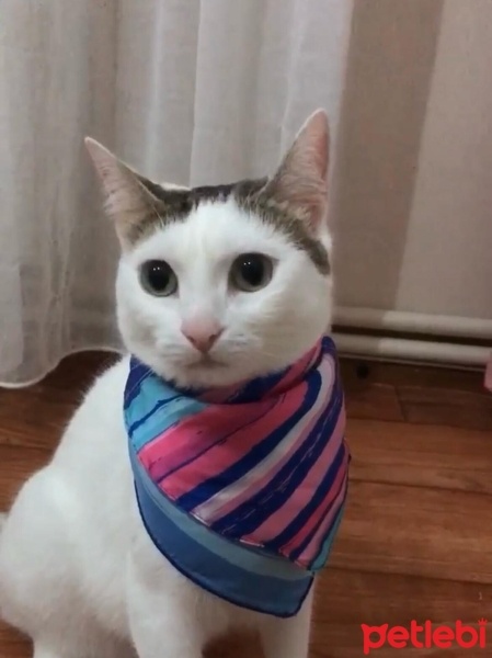 Tekir Kedi, Kedi  Mia fotoğrafı
