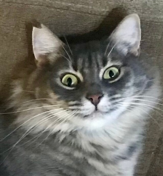 Tekir Kedi, Kedi  Mia fotoğrafı