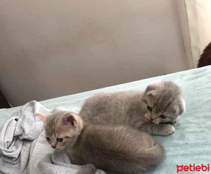 Scottish Fold, Kedi  Dişi yavrular cins fotoğrafı