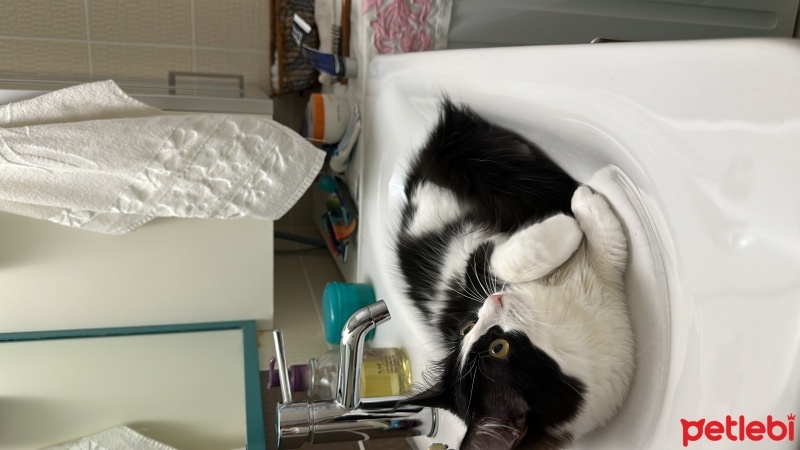Tekir Kedi, Kedi  Milka fotoğrafı
